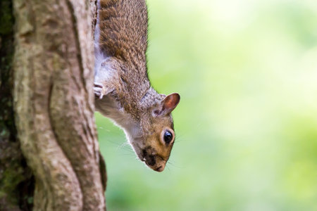 A selective focus shot of a squirrel on tree bark, outdoors during daylightの写真素材