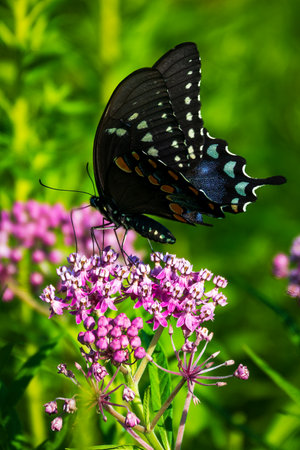 A vertical closeup of a beautiful black butterfly sitting on the purple flower with blurred garden in the backgroundの写真素材