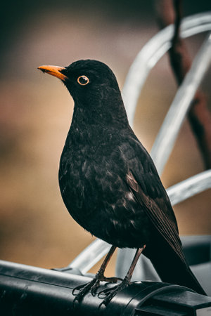 A vertical shot of a common blackbird captured in German Amsel