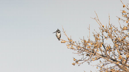 A pied kingfisher perched on a dry branch outdoorsの写真素材