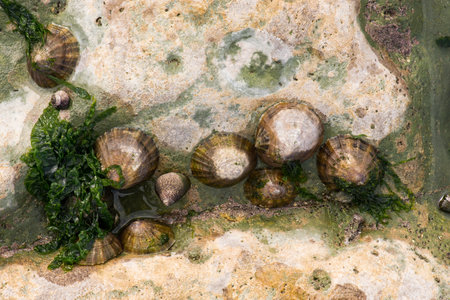 Beach of Etretat in the north of France, close up of plants and animals between the round stones, tourismの写真素材