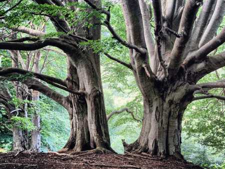 A closeup of beautiful trees in the forest.