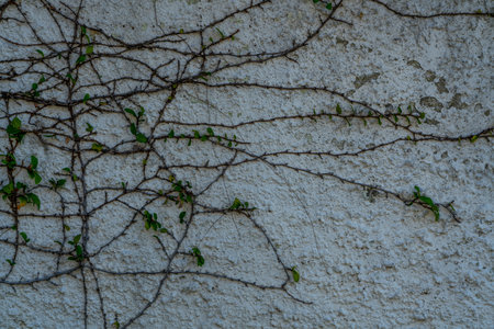 A closeup of plant branches on the wall.