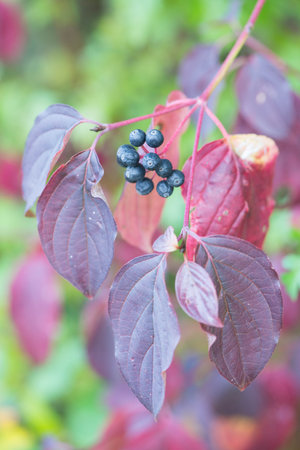 A vertical closeup of a small bunch of chokeberry. Selected focus.