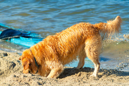 A golden retriever digging at a beach near a sea looking for foodの写真素材