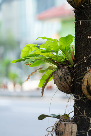 Coconut shell plant pot on a tree. Vertical shot with copy space