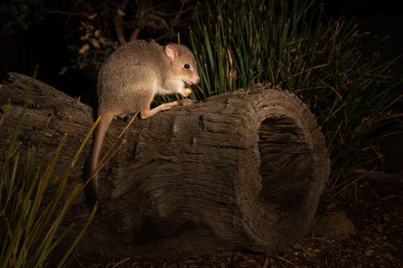 A closeup shot of a Bettong on wood in Tasmania, Australiaの写真素材