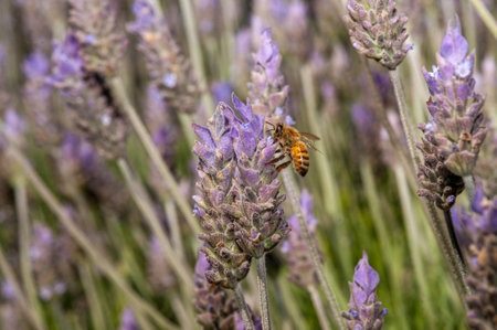 A bee on purple flowersの写真素材