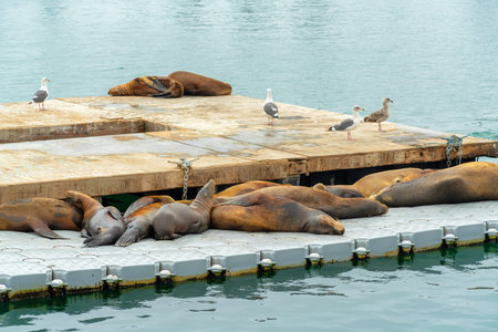 The sea lions lying by the seaの写真素材