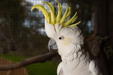 A closeup of a Sulphur-crested Cockatoo in a zoo