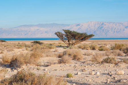 Desert on the Dead Sea, between Ein Gedi and Masada in Israel, wadi in the judean desert, view to Jordanの写真素材