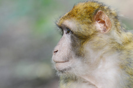 Barbary macaques, apes, wildlife in Europe, Lothringen in Franceの写真素材