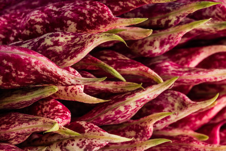 A Close-up shot of full-frame view of borlotti bean pods- a common bean cultivated in Italyの写真素材