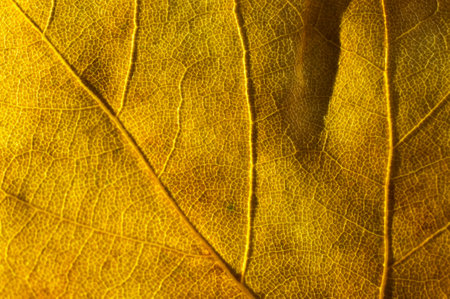 Macro of a fallen autumn leaf on the ground.の写真素材