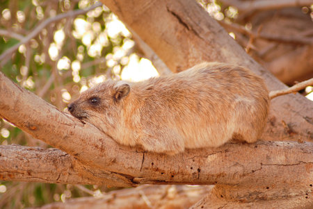 A Rock hyrax lying on a tree branch
