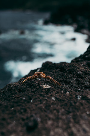 A closeup of a lonely crab crawling along the seashoreの写真素材