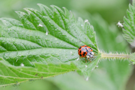 Ladybug is eating afamily of aphids on a green grass, wildlife insects, makro photography, springtimeの写真素材