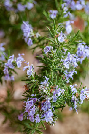 A vertical high-angle shot of rosemary bush in bloom with purple flowersの写真素材