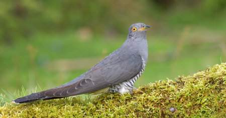 A selective focus shot of a common cuckoo bird perched outdoors