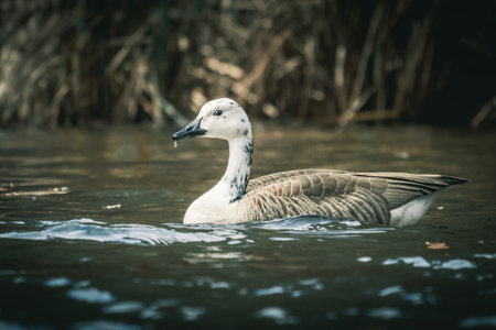 A closeup shot of a cute goose swimming in a pondの写真素材