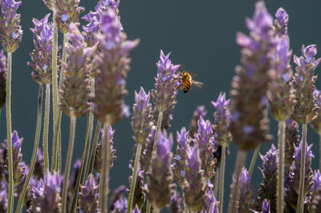 A bee on purple flowers