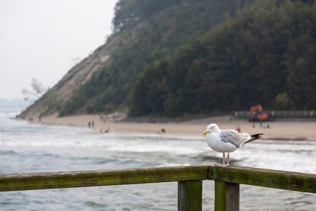 A herring gull stands on the corner of a railing made of wood with the sea and the cliff in the background on Ruegen.の写真素材