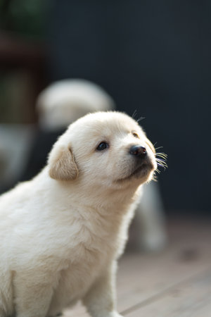 A cute white puppy looking at something against a blurred background