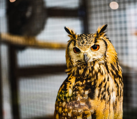 A selective of a Eurasian eagle-owlの写真素材