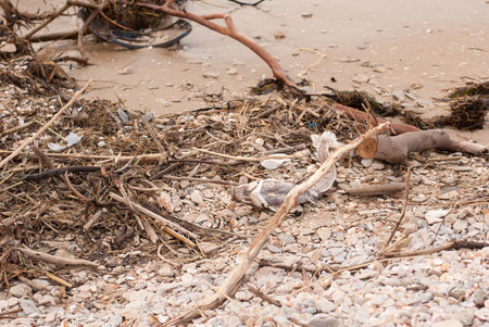 Filthy beach on the Mediterranean Sea in Israel, plastic bottles, stroller, dead fish, enviromental disasterの写真素材