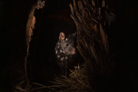 A closeup of an eastern quoll in the zooの写真素材
