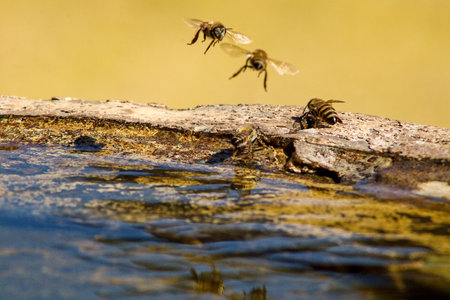 A closeup shot of bees flying over the water and sitting on the stone on a sunny day
