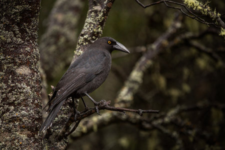 A closeup of a gray currawong perching on a branch in the forestの写真素材