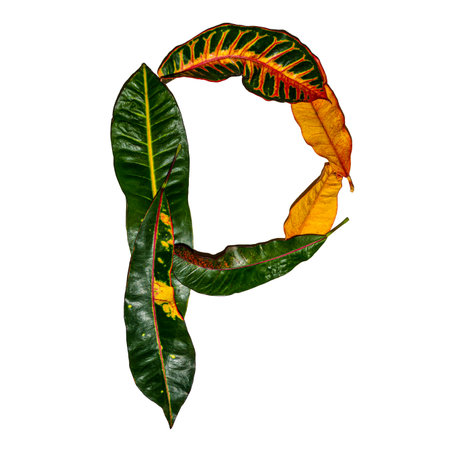 The letter 'P' designed out of colorful croton leaves isolated on a white background - ecology and nature conceptの写真素材