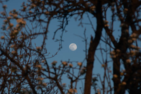 A scenic view of the moon in the sky with tree branches foregroundの写真素材