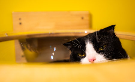 A selective of a lazy cat in a yellow roomの写真素材