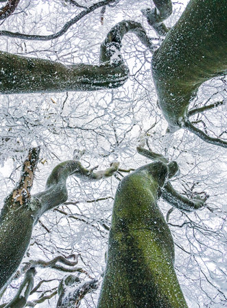 A vertical low angle shot of trees covered with snow in the winter
