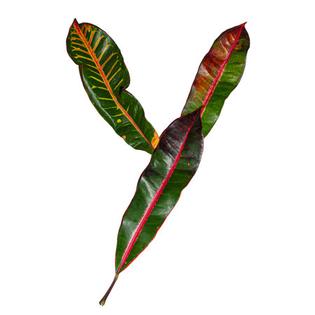 The letter 'Y' designed out of colorful croton leaves isolated on a white background - ecology and...