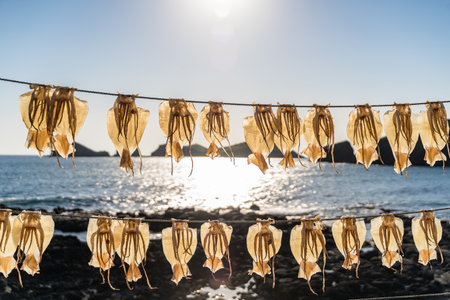 A closeup shot of squids being dried under a sunny sky near a coastの写真素材