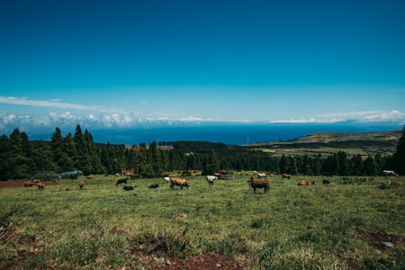 A rural scene with a cattle grazing in the meadowの写真素材