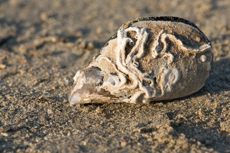 A closeup of sedimentary rock with marine fossils.の写真素材
