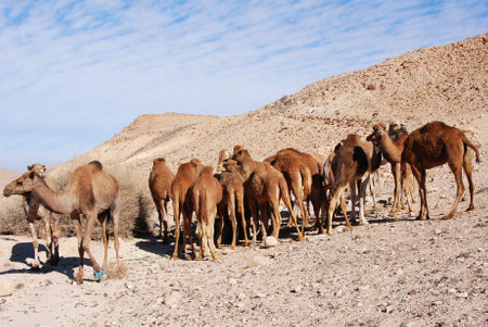 Camels in the Negev desert in Israel, crater Machtesh Ramon, Mitzpe Ramon, herds of dromedars, bedouine lifestyleの写真素材