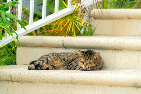 A closeup shot of a cat sleeping on a staircaseの写真素材