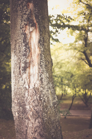 A vertical shot of a damaged tree trunk