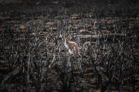 A wallaby searching for food in the wild after bushfiresの写真素材