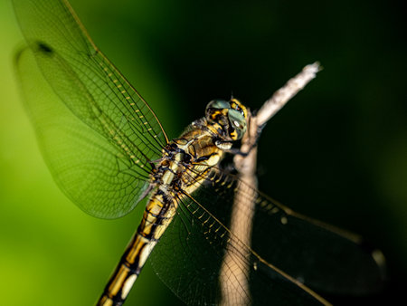 A closeup shot of a young female White-tailed Skimmer dragonfly on a blurred background