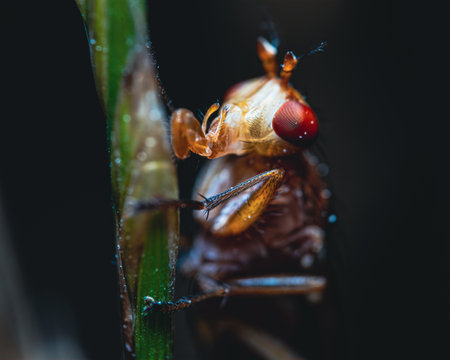 A close up shot of a bugの写真素材