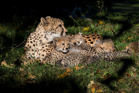 A closeup of cheetah cubs with their mother on the grass in the forestの写真素材