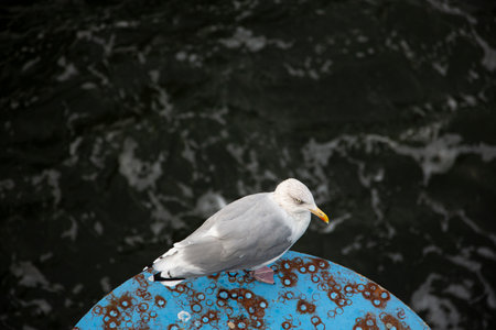 A young herring gull stands on a round, blue, rusty metal platform on the coast of ruegenの写真素材