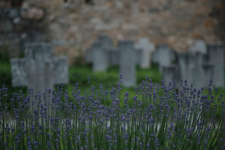 A beautiful shot of Meadow clary plantの写真素材