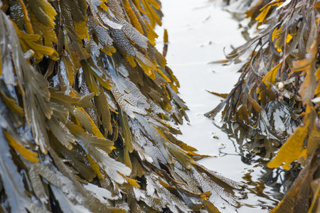Beach of Etretat in the north of France, close up of plants and animals between the round stones, tourismの写真素材